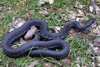 Puget Sound Gartersnake 