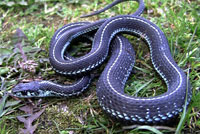 Puget Sound Gartersnake