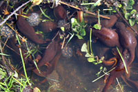 California Newts