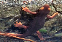 Sierra Newt