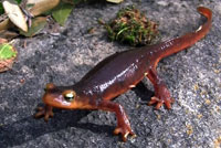 Sierra Newt