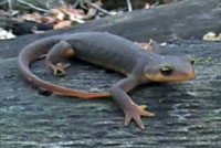 California Newt