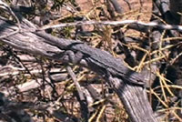 long-tailed brush lizard