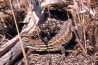 Western Side-blotched Lizard