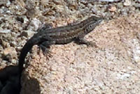 Western Side-blotched Lizard