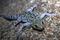 Granite Night Lizard