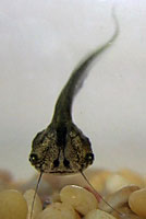 African Clawed Frog Tadpole