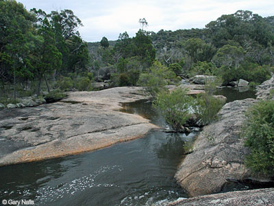 Australian Frog Habitat