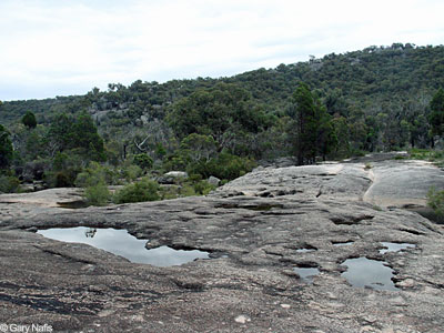 Australian Frog Habitat