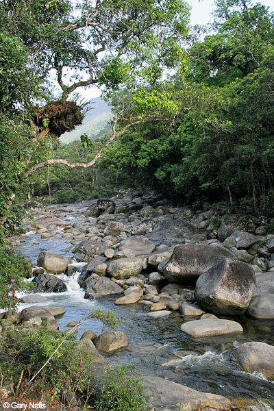 Australian Frog Habitat