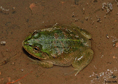 Frog