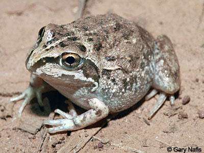 Frog