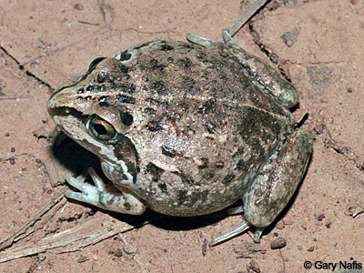 Frog