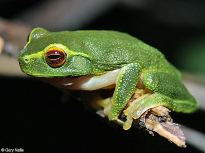 Litoria gracilenta