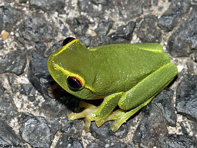 Litoria gracilenta