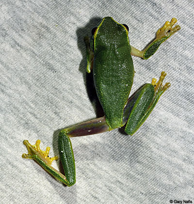 Litoria gracilenta