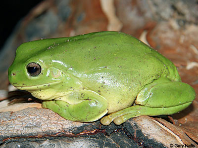 Australian Frog