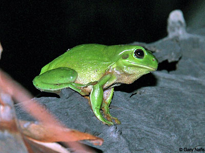 Australian Frog