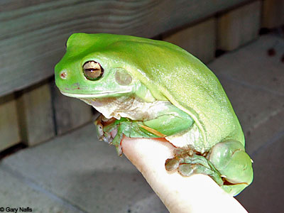 Australian Frog