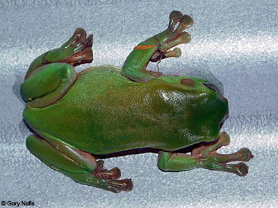 Australian Frog