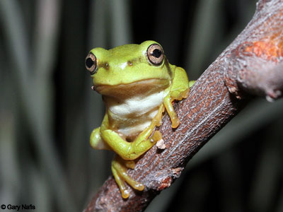 Australian Frog