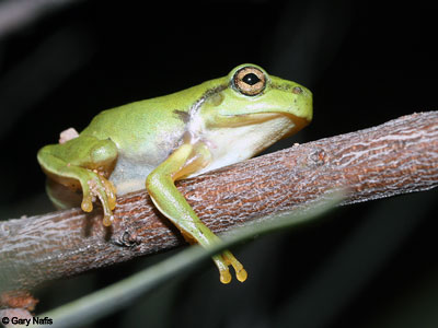 Australian Frog