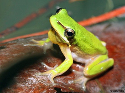 Australian Frog