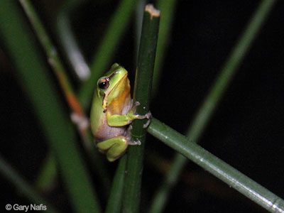 Australian Frog