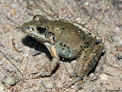 Australian Frog