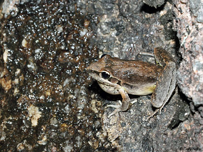 Australian Frog