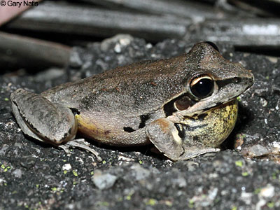 Australian Frog