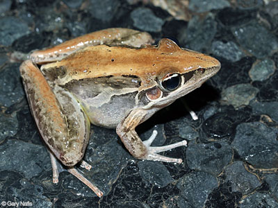 Australian Frog