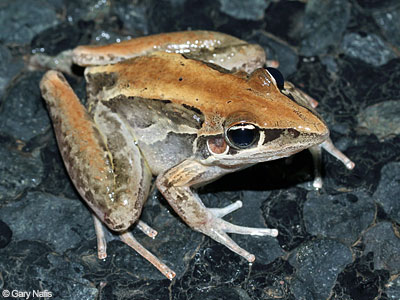 Australian Frog