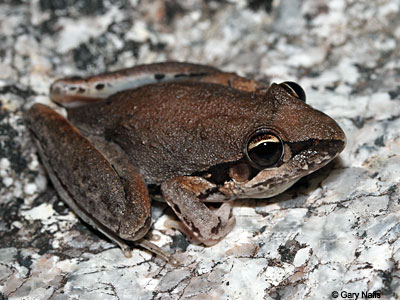 Australian Frog