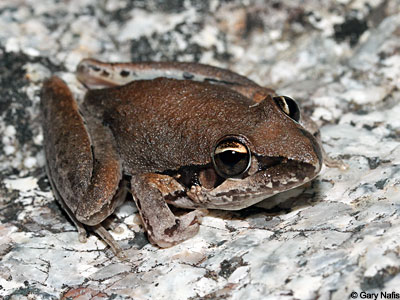 Australian Frog