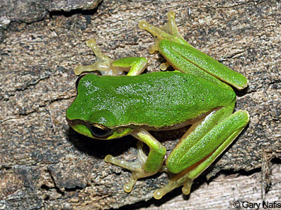 Australian Frog