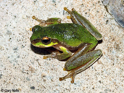 Australian Frog