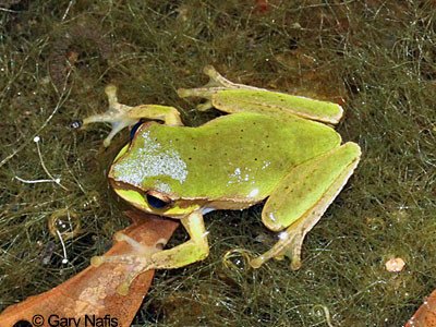 Australian Frog