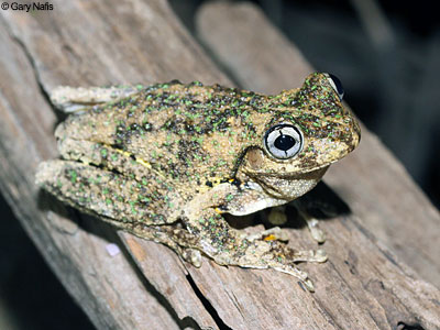 Australian Frog