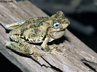 Australian Frog