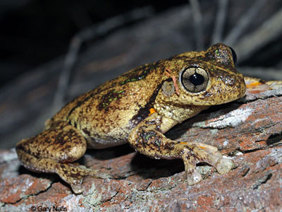 Australian Frog