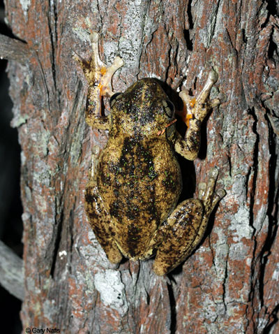 Australian Frog