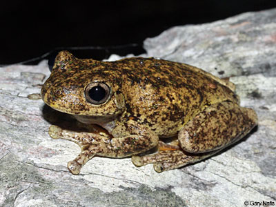 Australian Frog