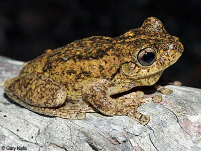 Australian Frog