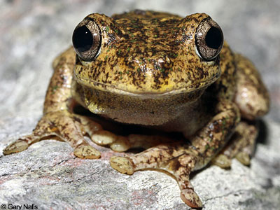 Australian Frog