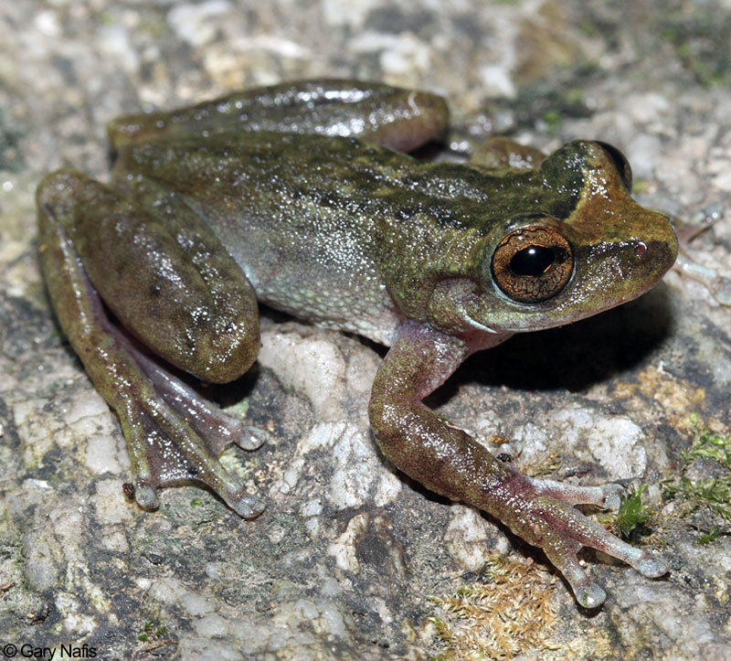 Australian Frog