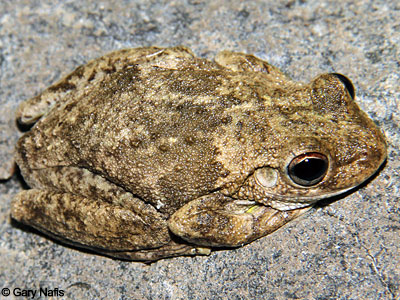 Australian Frog