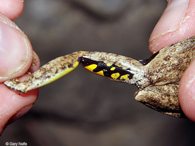 Australian Frog