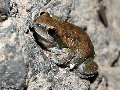 Australian Frog