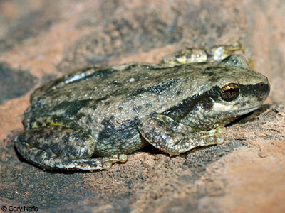 Australian Frog